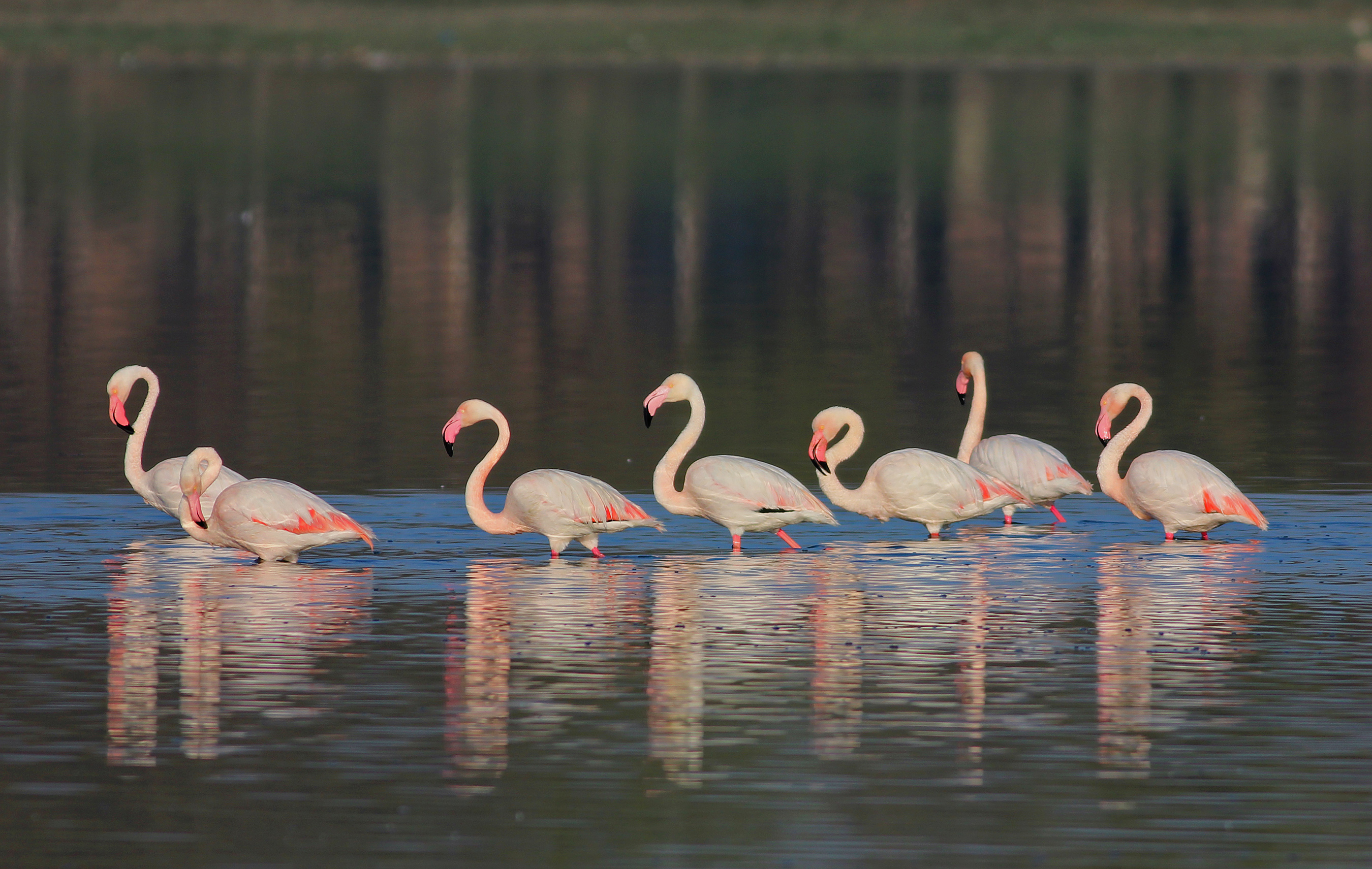 Greater Flamingo